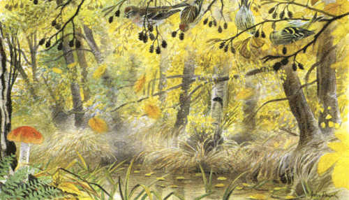 Woodland scene
